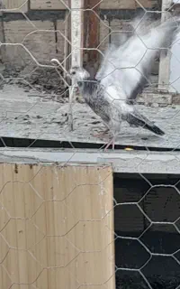 پرنده یا کفتر