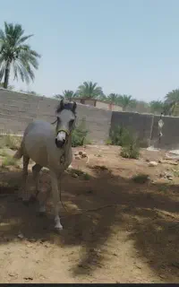 اسب