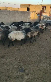 میش چاق مناسب کشتار و پروار