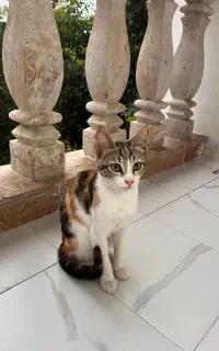 واکذاری بچه گربه ماده