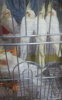 عروس هلند گم شده