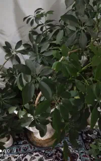 گل های اپارتمانی