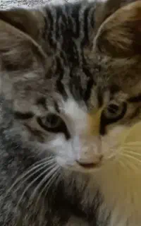 بچه گربه دو سه ماهه پسر