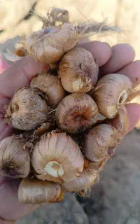 پیاززعفران