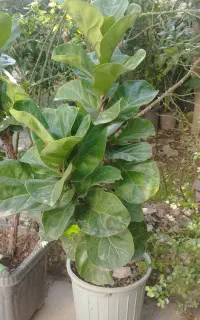 فیکوس لیراتا