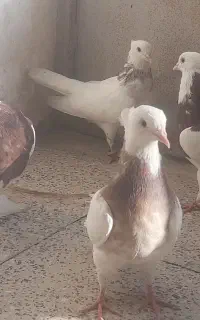 کبوتر طوقی هفت رنک