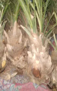 پاجوش درخت خرما