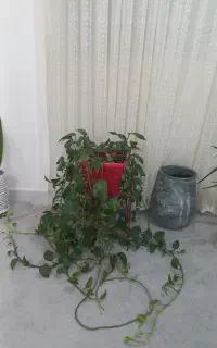 گل پتوس