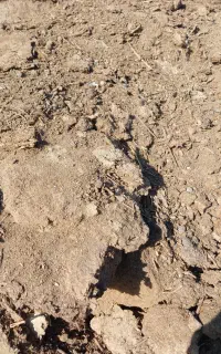 خاک گوسفند فروشی یک نیسان