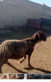 قوچ همو