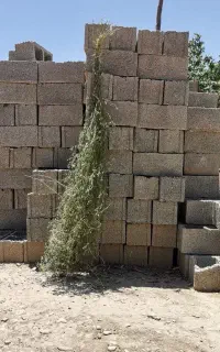 بذر یونجه فوق العاده