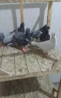 کفتر بوم
