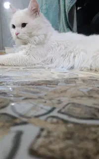 گربه