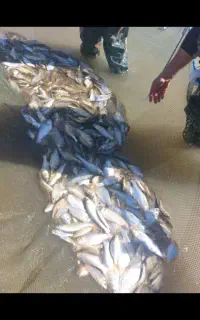 فروش بچه ماهی گرمابی مازندران .ساری