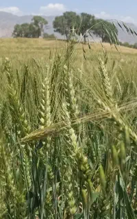 بذر گندم قابوس دیم