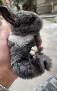 خرگوش یکماهه خانگی