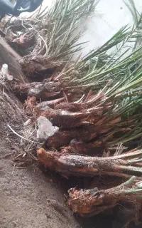 جونگ درخت خرما