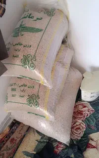 نخود کرمانشاه فردا کوبیده میشه