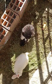 خرگوش بالغ