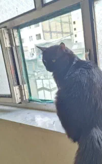 گربه