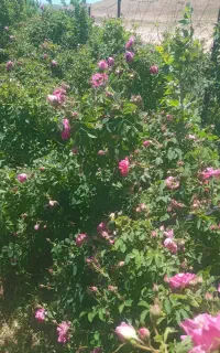 قزل گول بزرگ ومعطر  (گل محمدی)