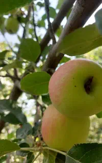 سیب استخوانی