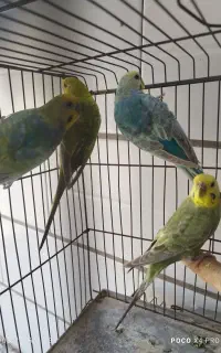 مرغ عشق رینو
