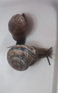 فروش عمده حلزون ائوبانیا