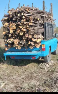 خرید چوب ودرخت باغی