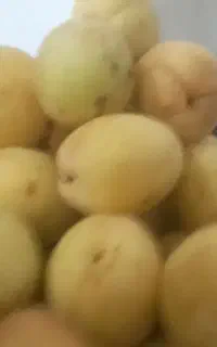 زردآلو پا درختی مخصوص پر