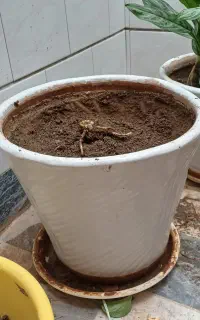 گل طبیعی و گلدان
