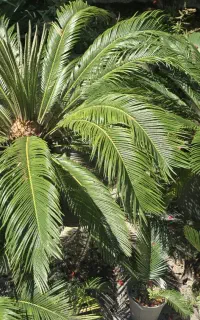 درختچه زینتی سیکاس