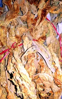 برگ زرد