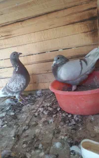 پلاکی