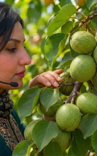 نهال گردو وینا در بهشهر،زودبازده،باردهی از سال اول