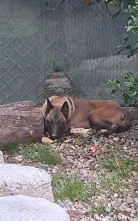 سگ مالینویز نر