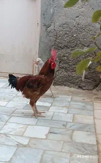 خروس خونگی