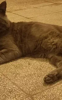 حامی و ا س پ ا ن سر