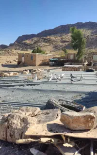 کبوتر خوب بشرط جوجه کشی جوان