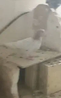 کبوتر گمشده