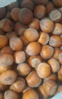 فروش فندق ارگانیک