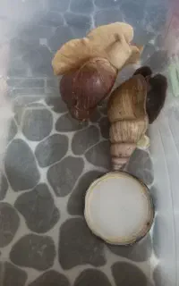 حلزون آچاتینا