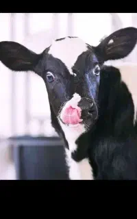 جویای کار در گاوداری