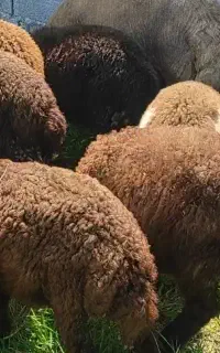15 راس بره ماده داشتی افشار احتمالن چندقلوزا