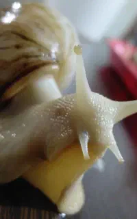 حلزون پرورشی