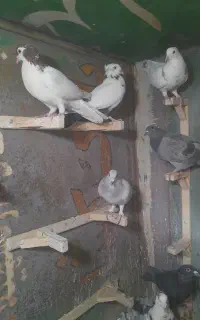بیله نر