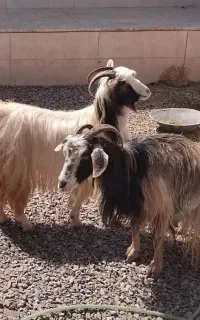 بز ماده چاق جهت قربانی بز  قستر