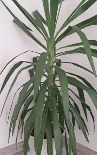 گل زیبا
