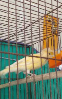 قناری ماده ( دستک )