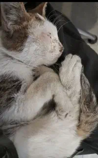 بچه گربه